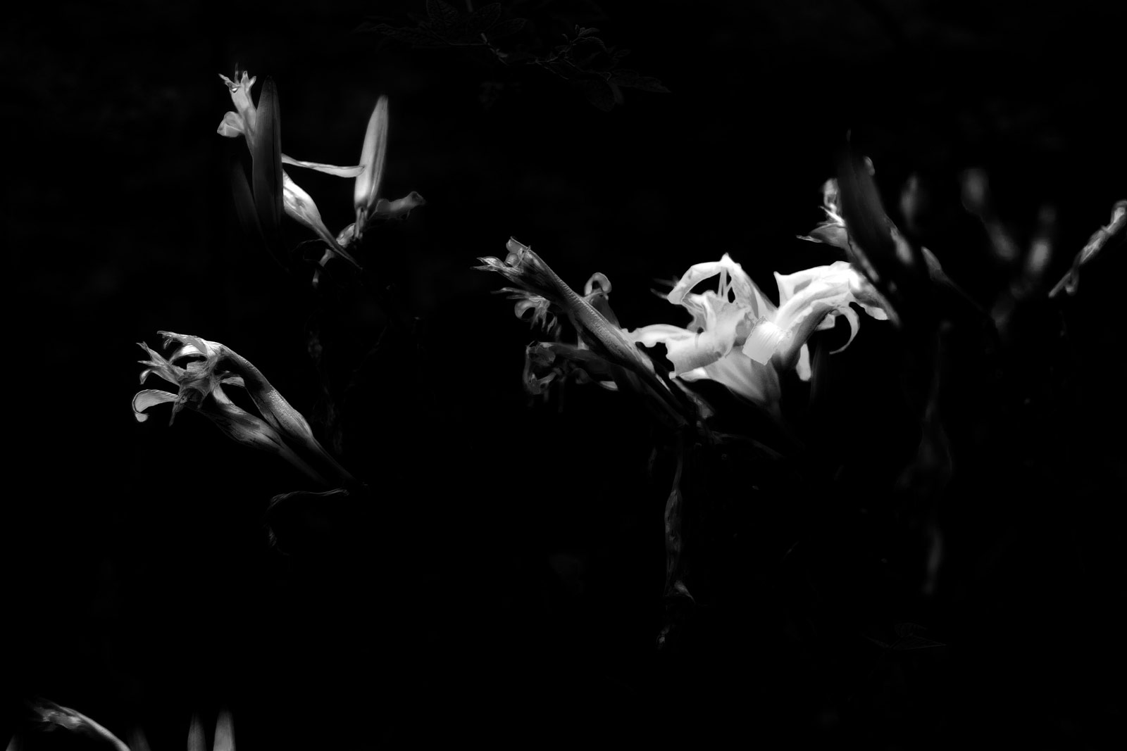 Black and White Photography | SeanRose.com