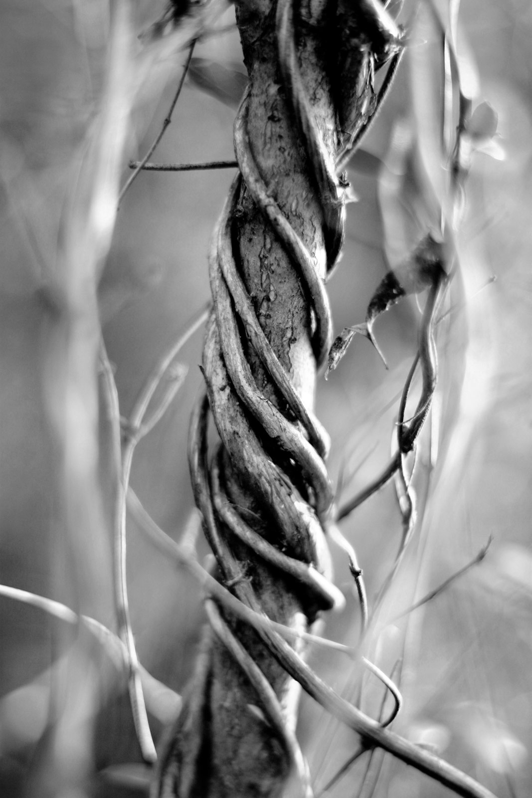 Black and White Photography | SeanRose.com