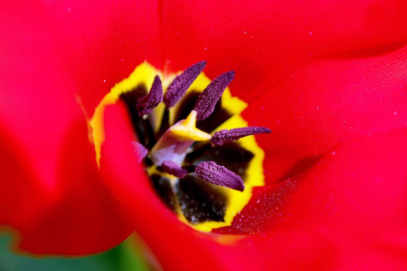 Flowers Photography | SeanRose.com