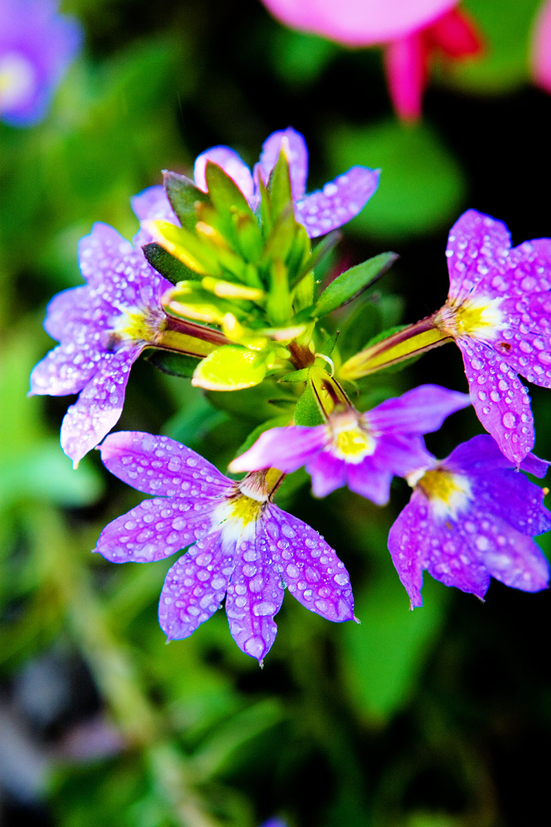 Flowers Photography | SeanRose.com