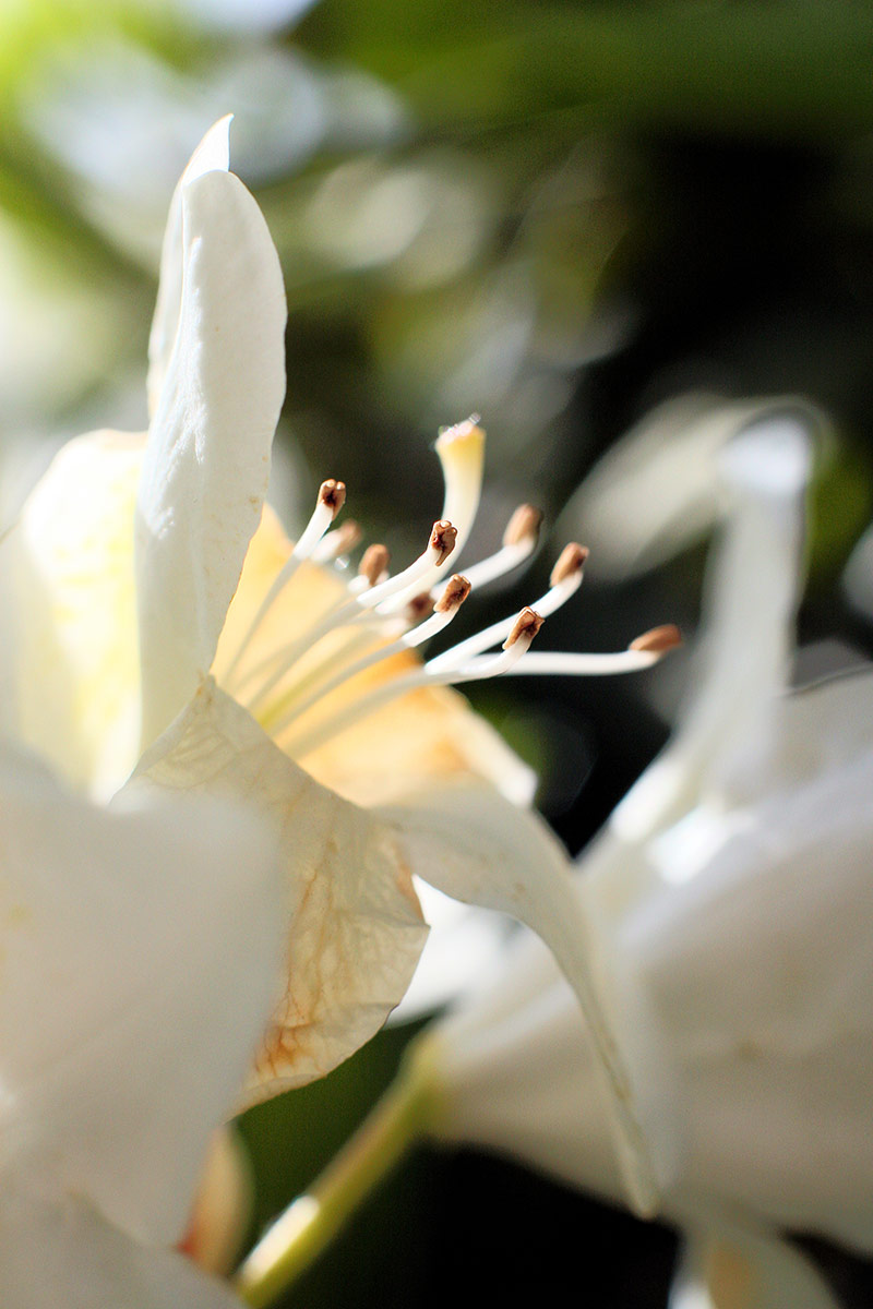 Flowers Photography | SeanRose.com