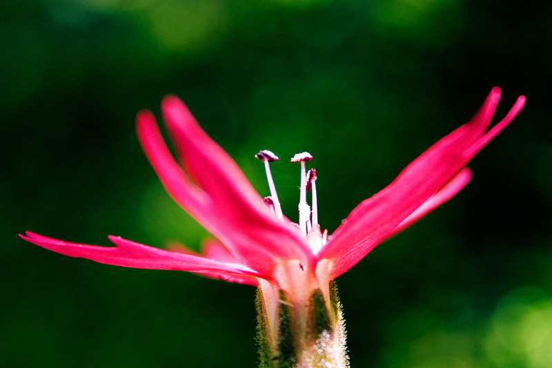 Flowers Photography | SeanRose.com