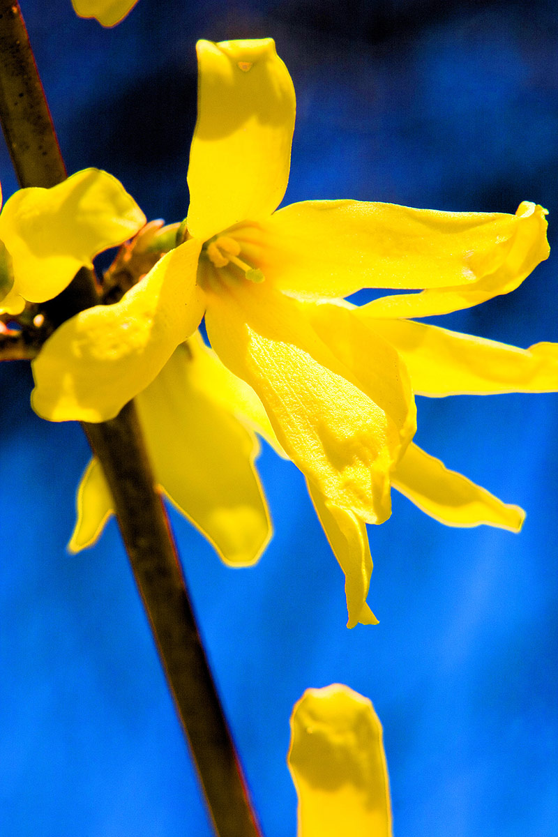 Flowers Photography | SeanRose.com