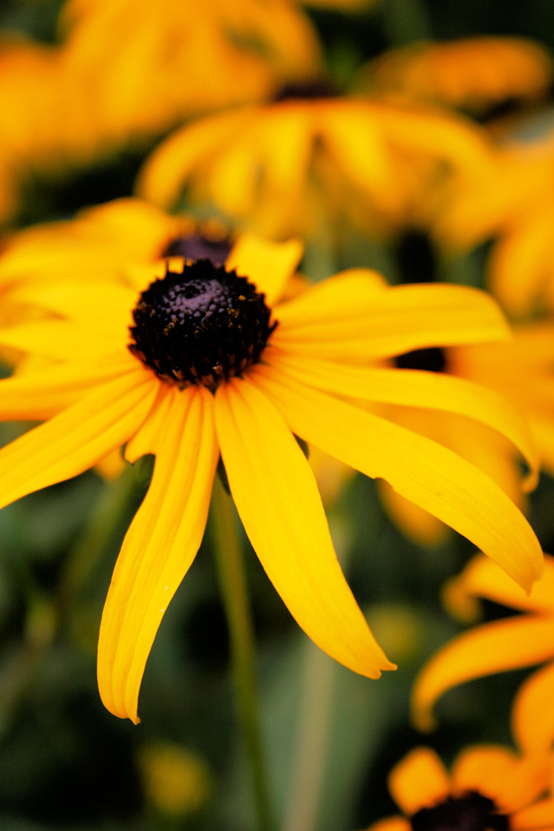 Flowers Photography | SeanRose.com