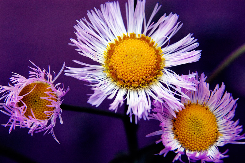 Flowers Photography | SeanRose.com