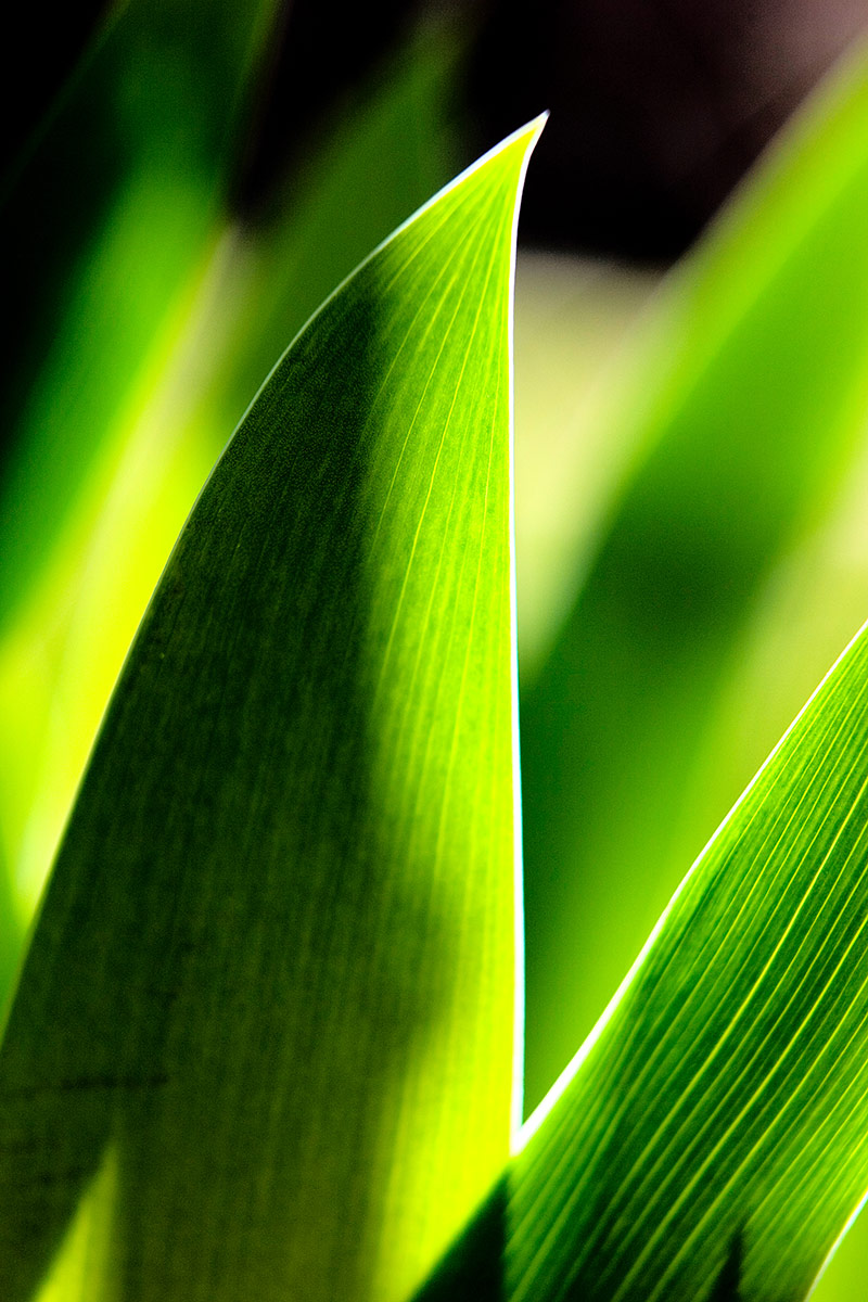 Flowers Photography | SeanRose.com