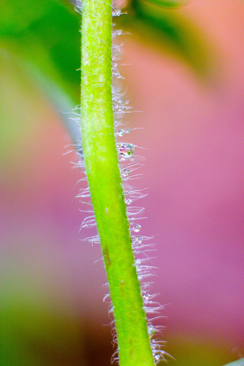 Flowers Photography | SeanRose.com