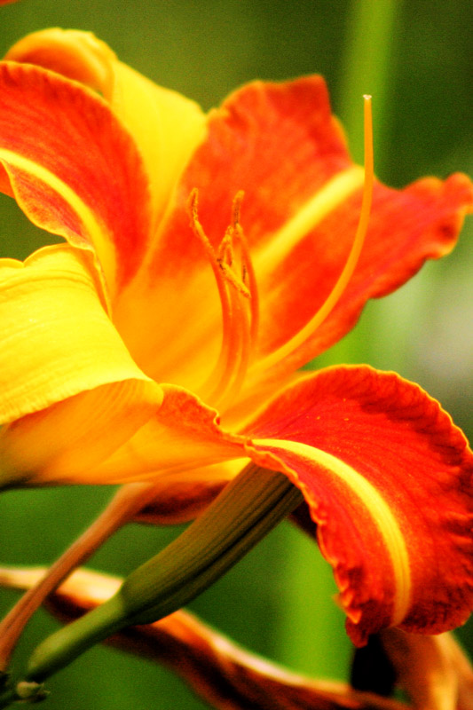 Flowers Photography | SeanRose.com