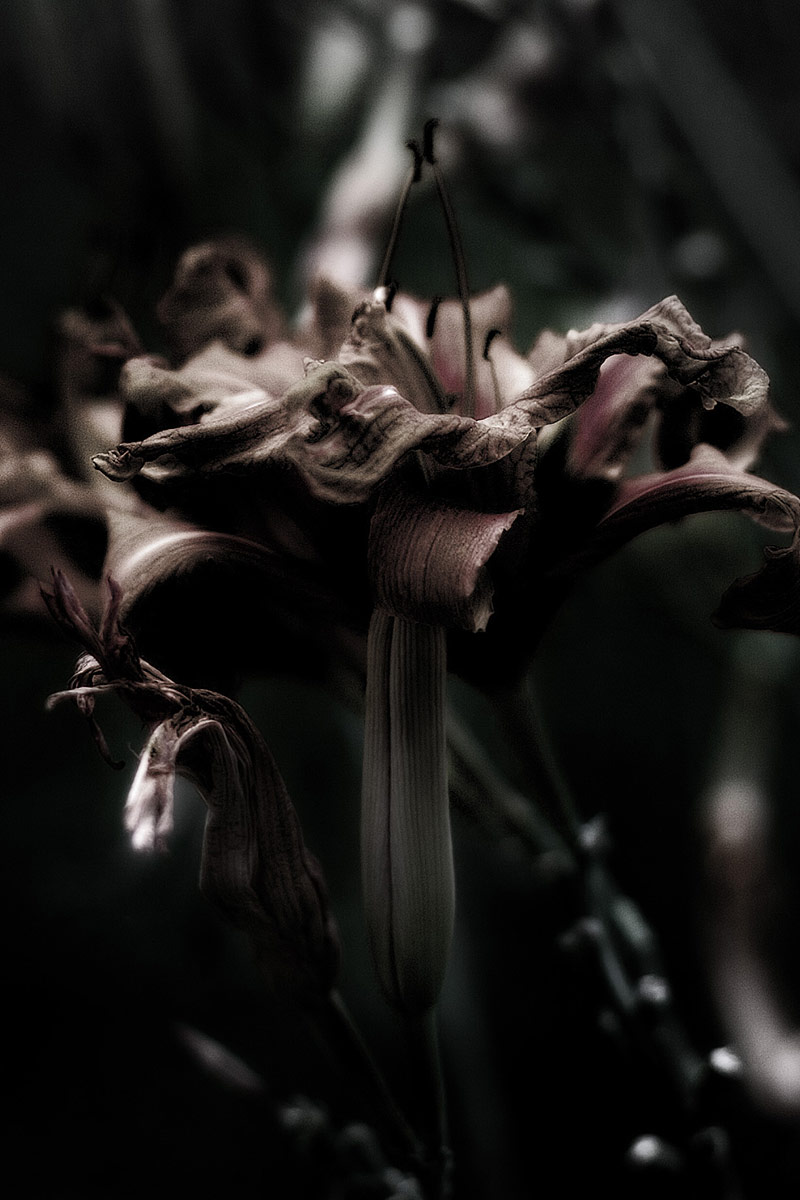 Flowers Photography | SeanRose.com