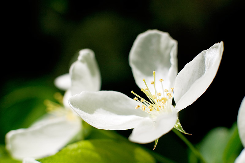 Flowers Photography By Sean Rose