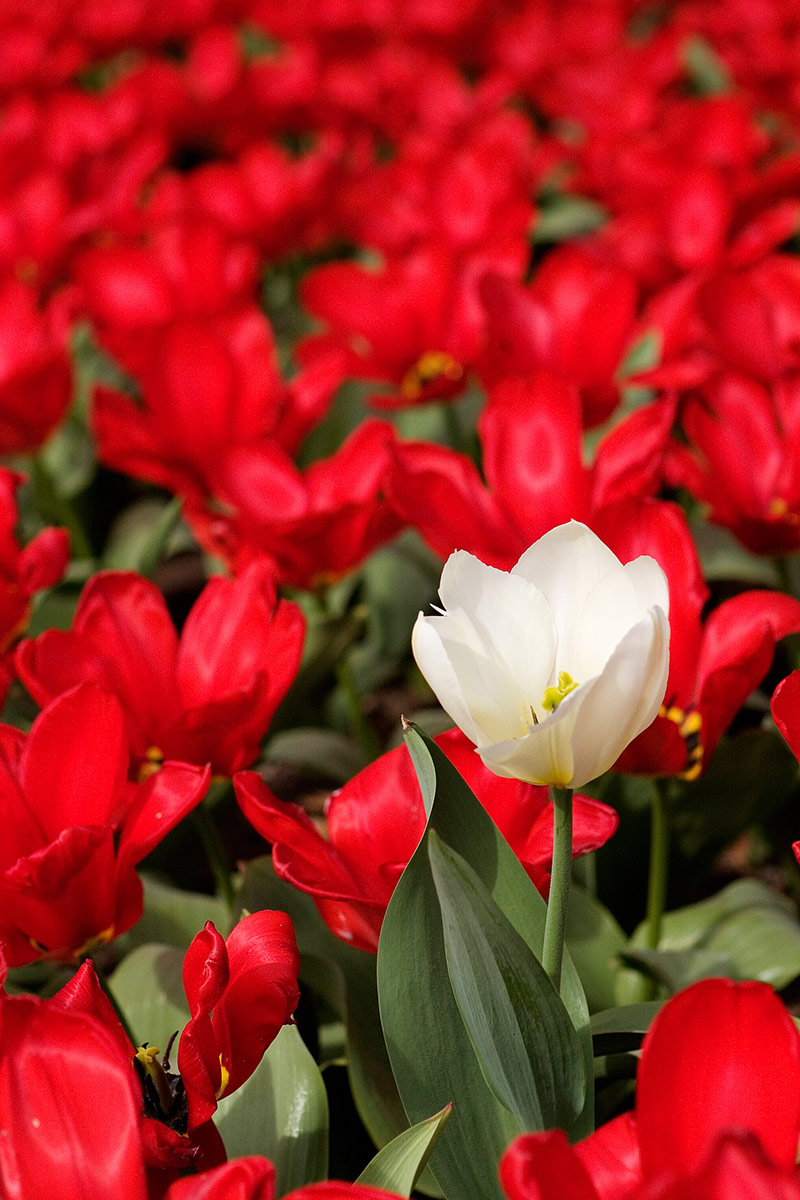 Flowers Photography | SeanRose.com