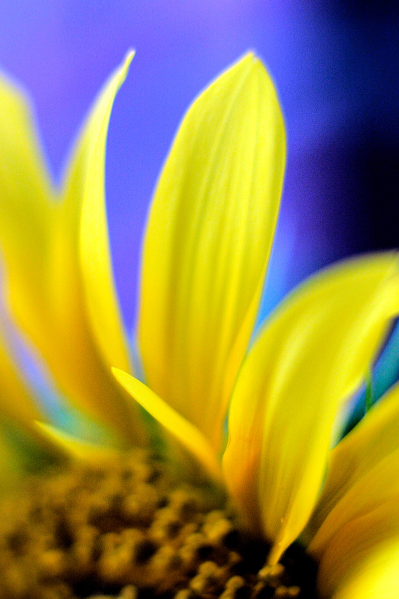 Flowers Photography | SeanRose.com