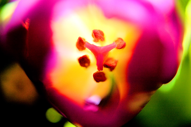 Flowers Photography | SeanRose.com