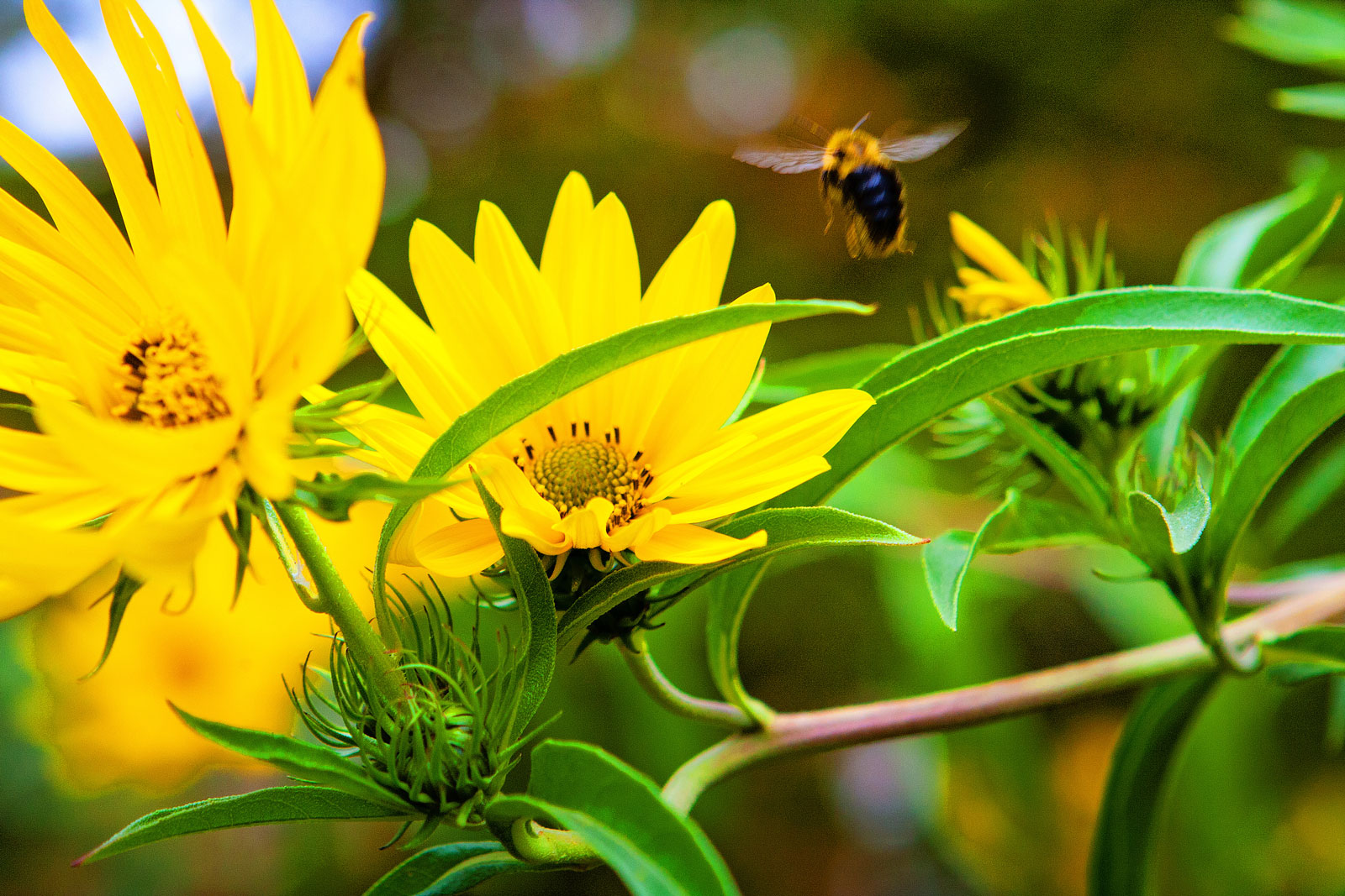 Flowers Photography | SeanRose.com