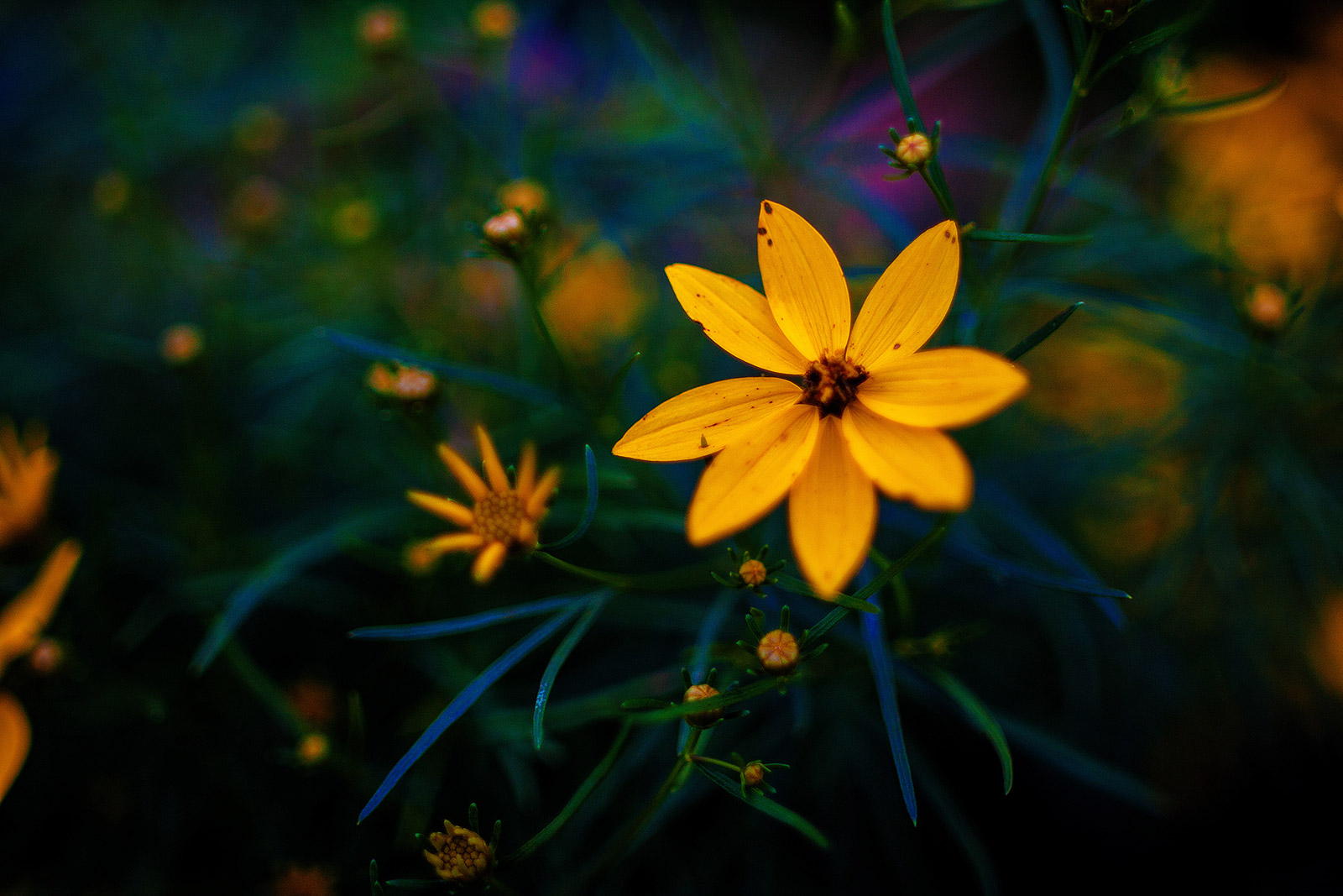 Flowers Photography | SeanRose.com