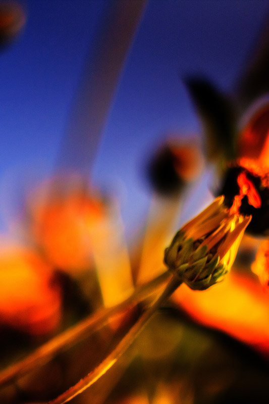 Flowers Photography | SeanRose.com