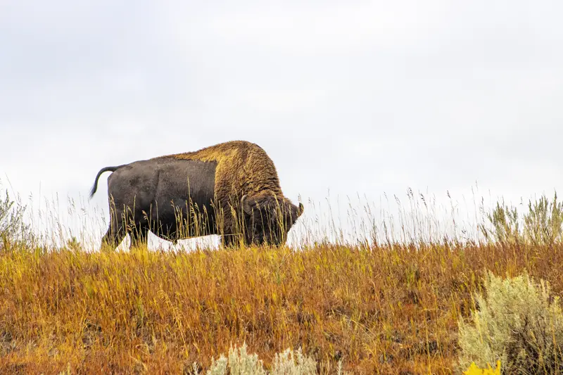Rural and Theodore Roosevelt National Park ND
