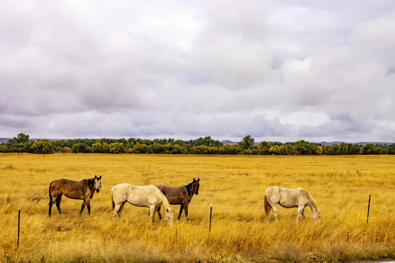 Rural and Billings MT