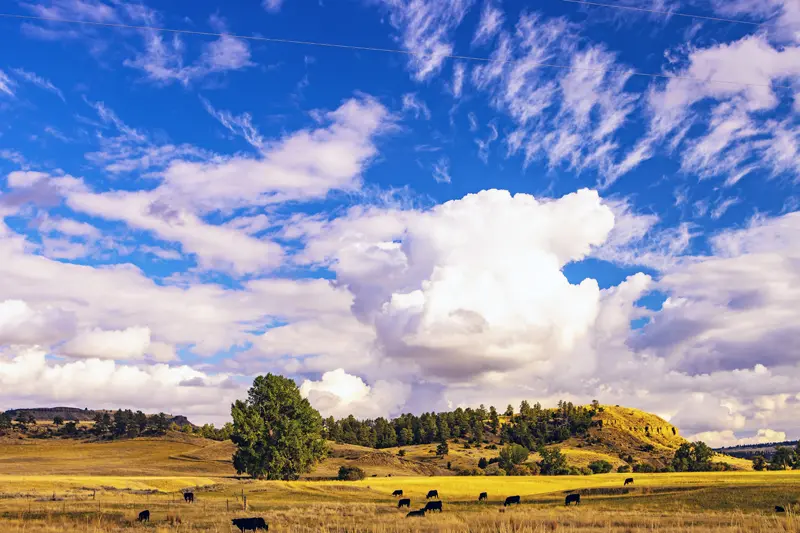 Rural and Billings MT