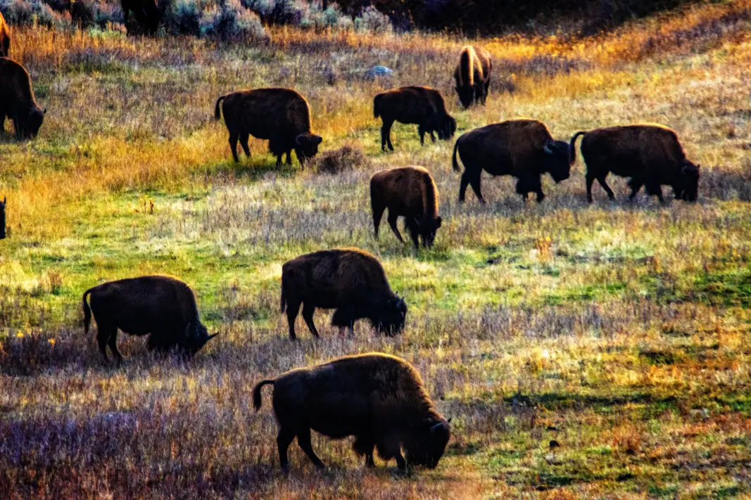 The Grand Tour: Idaho, Montana and Wyoming