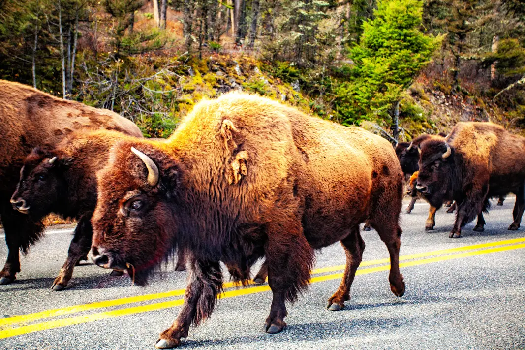 The Grand Tour: Idaho, Montana and Wyoming