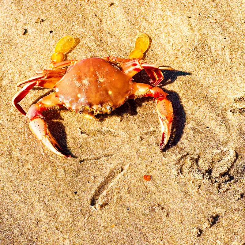 The Outer Banks OBX Photography | SeanRose.com