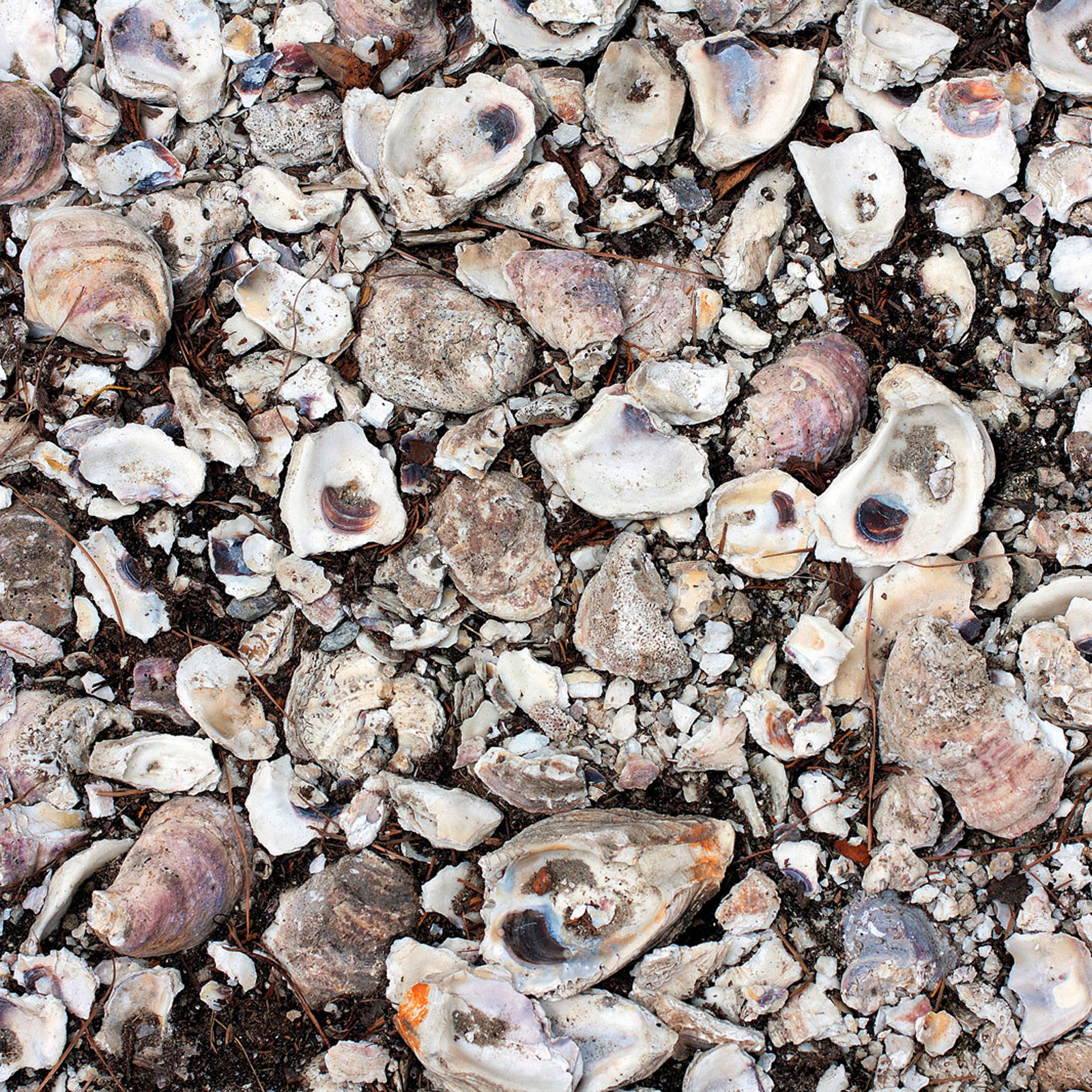 The Outer Banks OBX Photography | SeanRose.com