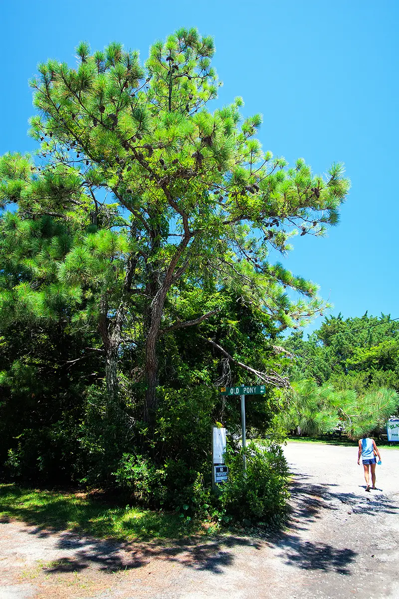 The Outer Banks OBX Photography | SeanRose.com