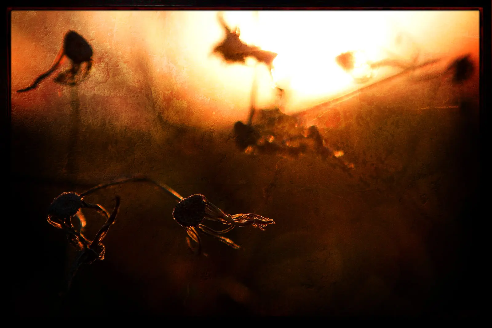 Reimagined Photography | SeanRose.com