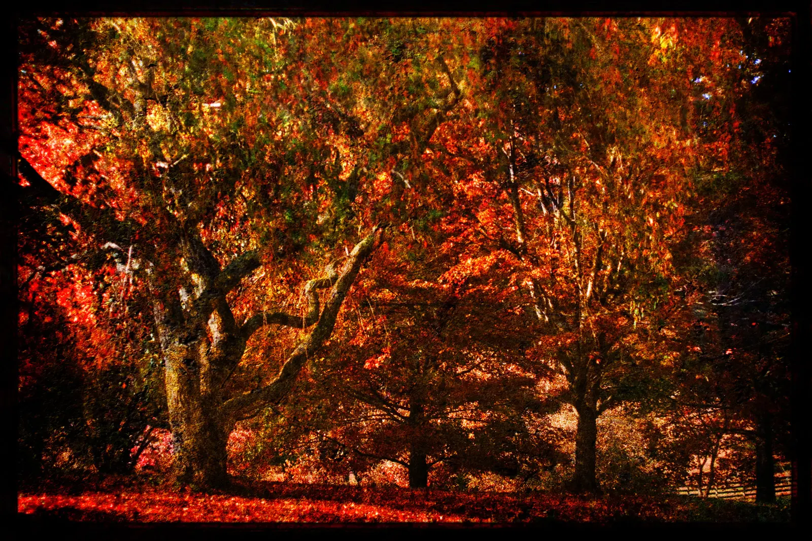 Reimagined Photography | SeanRose.com